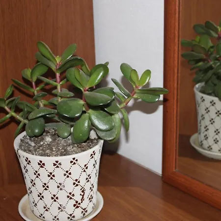 شقة Bledi's Cozy In New Blvd